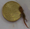 Worlds Smallest Gecko
